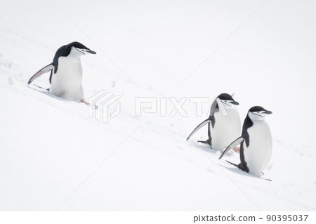 Three chinstrap penguins sliding down snowy slope 90395037