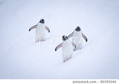 Three gentoo penguins waddle down snowy slope Three gentoo penguins waddle down snowy slope 90395040