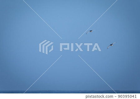 Two Antarctic petrels cross ocean spreading wings Two Antarctic petrels cross ocean spreading wings 90395041
