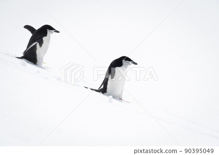 Two chinstrap penguins walk down snowy hillside 90395049