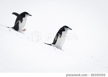 Two chinstrap penguins walking down snowy hillside 90395050
