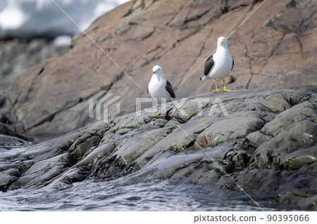 Two kelp gulls perch on rocky shore 90395066