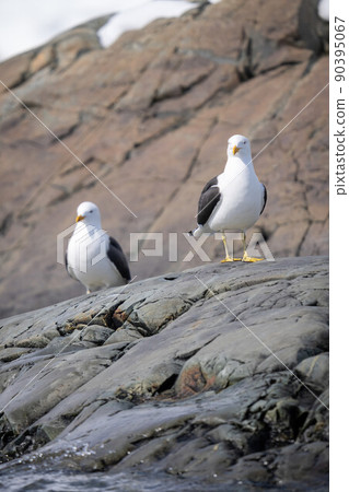 Two kelp gulls perch on rocky shoreline 90395067