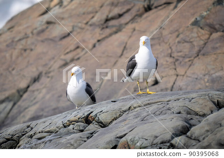 Two kelp gulls perched on rocky shoreline 90395068