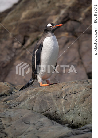 Wet gentoo penguin standing on sunlit rock 90395071