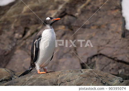 Wet gentoo penguin stands on sunlit rock Wet gentoo penguin stands on sunlit rock 90395074