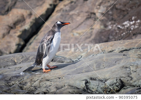 Wet gentoo penguin walks along rocky shore Wet gentoo penguin walks along rocky shore 90395075