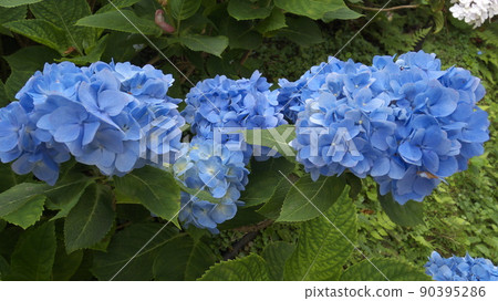 Okinawa Hydrangea Garden Okinawa Hydrangea Garden 90395286