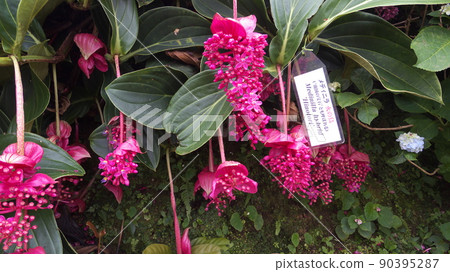 Okinawa Hydrangea Garden Okinawa Hydrangea Garden 90395287
