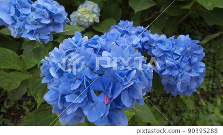Okinawa Hydrangea Garden Okinawa Hydrangea Garden 90395288