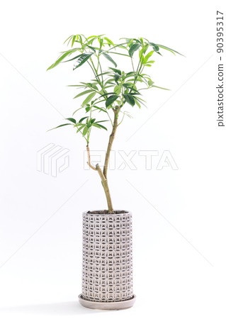 觀葉植物盆栽，主廚 Rera Angastifolia [白色背景] 90395317