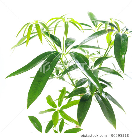 觀賞植物，主廚 Rera Angastifolia 的葉子 [白色背景] 90395318