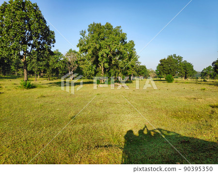 Shadow of tourists on a safari in a tropical forest in a national park in India Shadow of tourists on a safari in a tropical forest in a national park in India 90395350