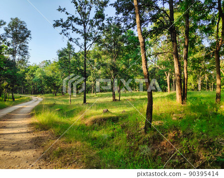 A path in a tropical forest in a national park in India A path in a tropical forest in a national park in India 90395414