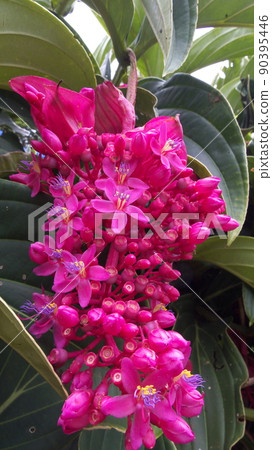 Okinawa Hydrangea Garden Okinawa Hydrangea Garden 90395446