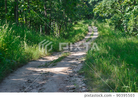 A path in a tropical forest in a national park in India A path in a tropical forest in a national park in India 90395503