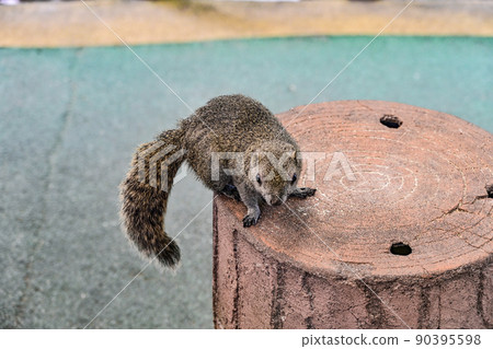 Taiwan squirrel 90395598