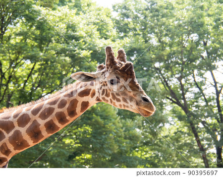 Giraffe. 90395697