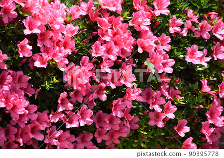 小月 小月 90395778