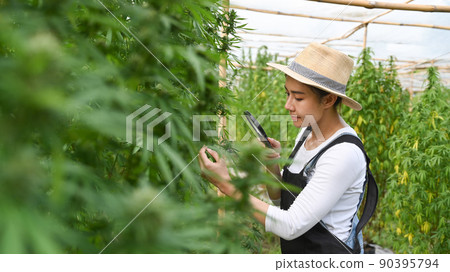 Asian woman farmer inspecting cannabis plants with magnifying glass. Business agricultural cannabis farm 90395794