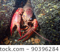 Provocative crayfish 90396284