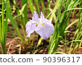 Iris 90396317