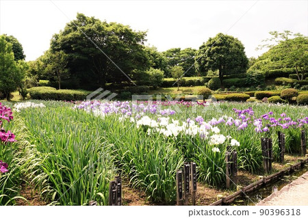 Iris garden 90396318