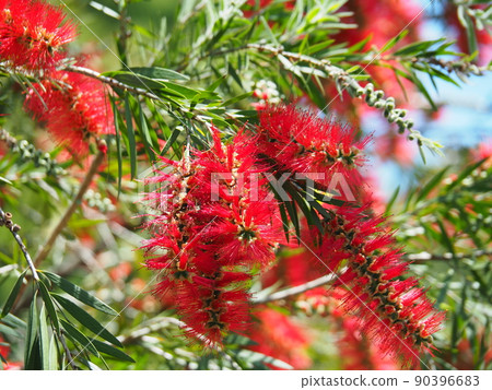 紅花 callistemon 特寫 紅花 callistemon 特寫 90396683