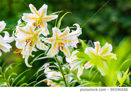 Golden-rayed lily that blooms gorgeously 90396886