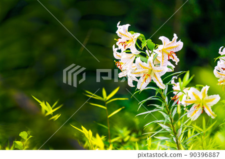 Golden-rayed lily that blooms gorgeously 90396887