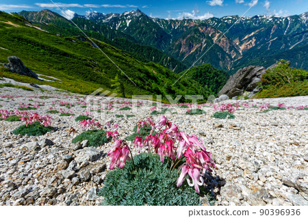 Mt. Yarigatake seen from Mt. Tsubakuro where Dicentra blooms 90396936