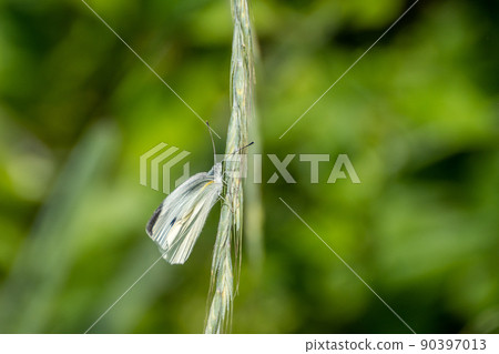 Monsieur root Monsieur root 90397013