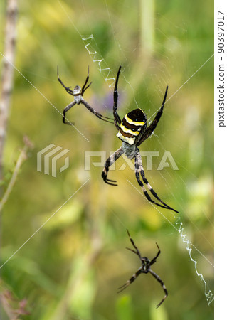 Argiope amoena, large female and small male Argiope amoena, large female and small male 90397017