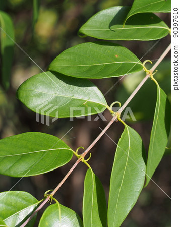 Uncaria rhynchophylla leaf (branch) Uncaria rhynchophylla leaf (branch) 90397610