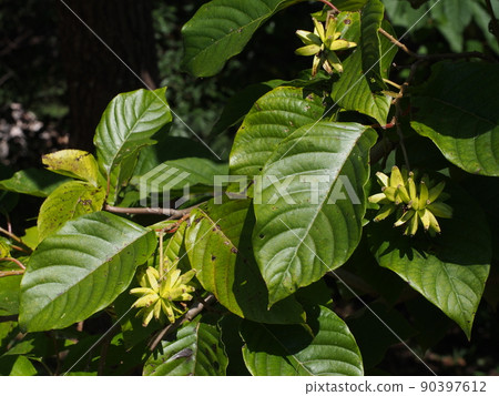 Karenboku fruit Karenboku fruit 90397612