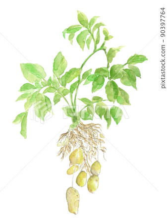 Potato May Queen just dug out of the field [Hand-painted watercolor] White background Transparent background 90397764
