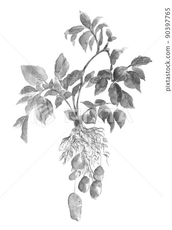 Potato May Queen just dug out of the field Monotone [ink painting style watercolor] White background transparent background 90397765