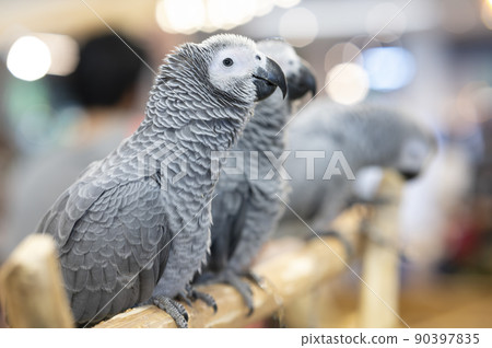 Animals - Three gray African parrots Animals - Three gray African parrots 90397835