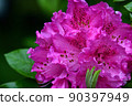 Azalea wet in the rain 90397949