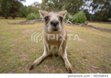 Kangaroos for children at the Tasmanian Devil Zoo in Tasmania, Australia 90398643