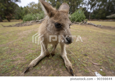 Kangaroos for children at the Tasmanian Devil Zoo in Tasmania, Australia Kangaroos for children at the Tasmanian Devil Zoo in Tasmania, Australia 90398644