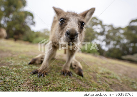 Kangaroos for children at the Tasmanian Devil Zoo in Tasmania, Australia 90398765