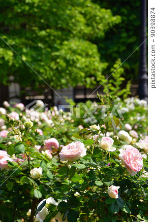Paris, France. Roses blooming in the Palais Royal Gardens. Taken on May 9, 2022. Paris, France. Roses blooming in the Palais Royal Gardens. Taken on May 9, 2022. 90398874