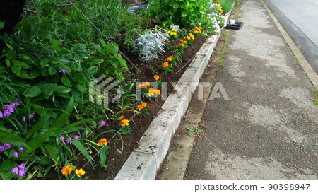 Purple flower of silane Orange marigold flower Purple flower of silane Orange marigold flower 90398947