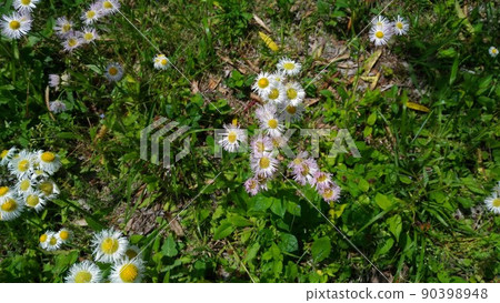 White flowers of wild grass Halzion blooming in the field 90398948