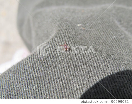 A type of Ixodidae that sticks to pants while climbing 90399081