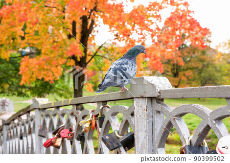 Bridge with locks. Petrozavodsk, Russia 23.09.2015. 90399502