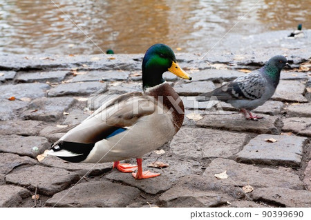 Ducks on the river bank Ducks on the river bank 90399690