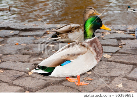 Ducks on the river bank 90399691