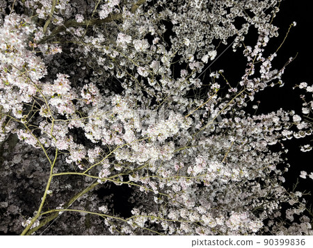 Ritsurin Garden Spring Illumination Ritsurin Garden Spring Illumination 90399836